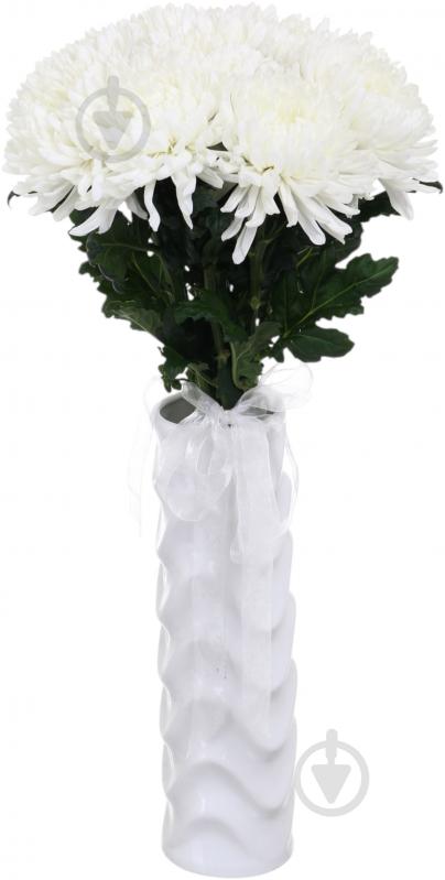 Хризантема Antonov одноголовая белая (Нидерланды) - фото 3 Хризантема Antonov одноголовая белая (Нидерланды) - фото 3