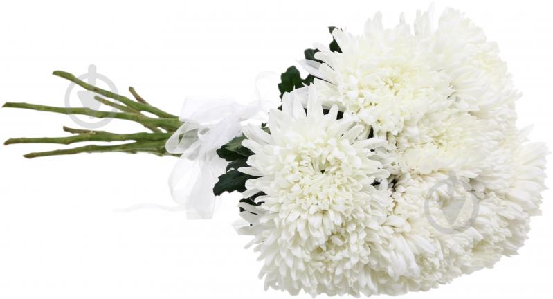 Хризантема Antonov одноголовая белая (Нидерланды) - фото 2 Хризантема Antonov одноголовая белая (Нидерланды) - фото 2