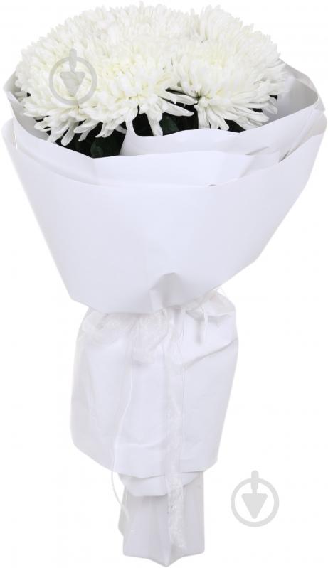 Хризантема Antonov одноголовая белая (Нидерланды) - фото 4 Хризантема Antonov одноголовая белая (Нидерланды) - фото 4