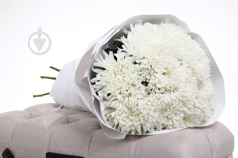 Хризантема Antonov одноголовая белая (Нидерланды) - фото 5 Хризантема Antonov одноголовая белая (Нидерланды) - фото 5