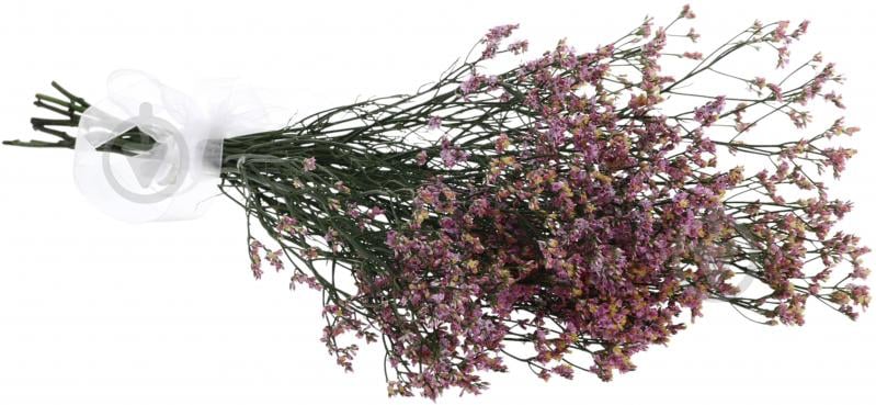 Хамелациум розовый (Нидерланды) - фото 2 Хамелациум розовый (Нидерланды) - фото 2