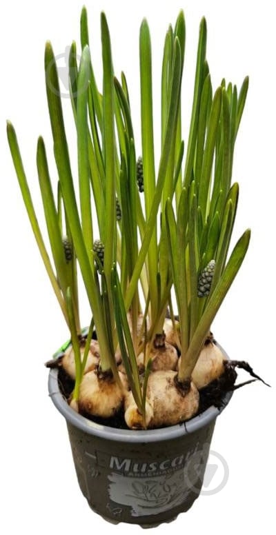 Растение Мускари d9 - фото 1