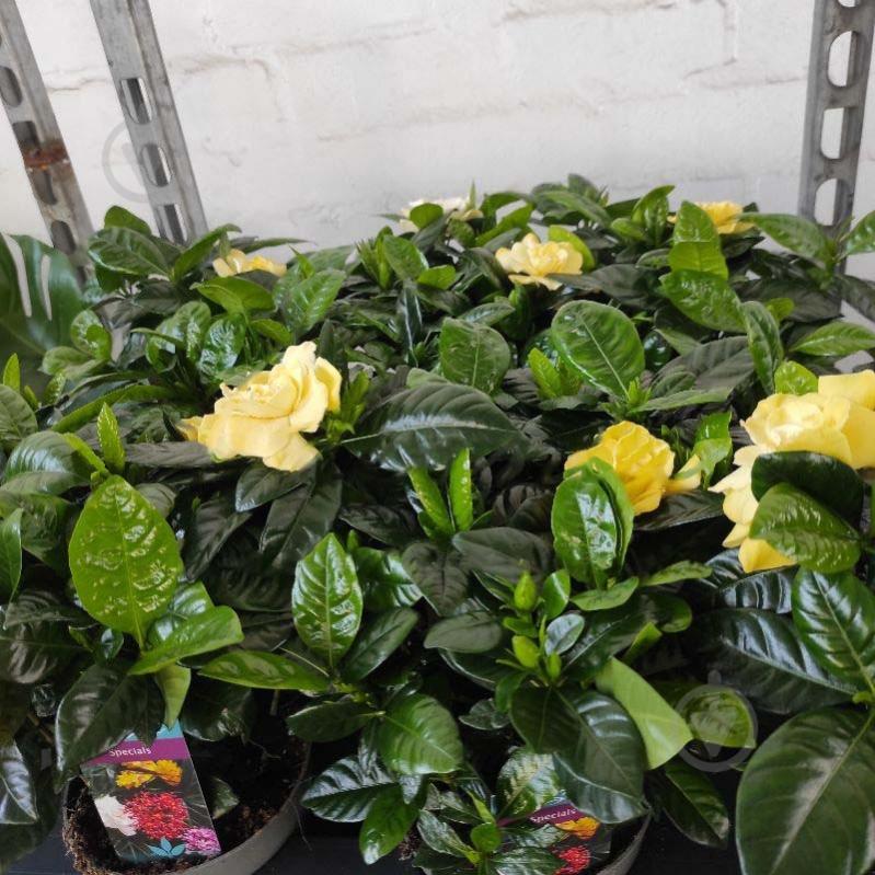 Растение Гардения 13x20 - фото 1