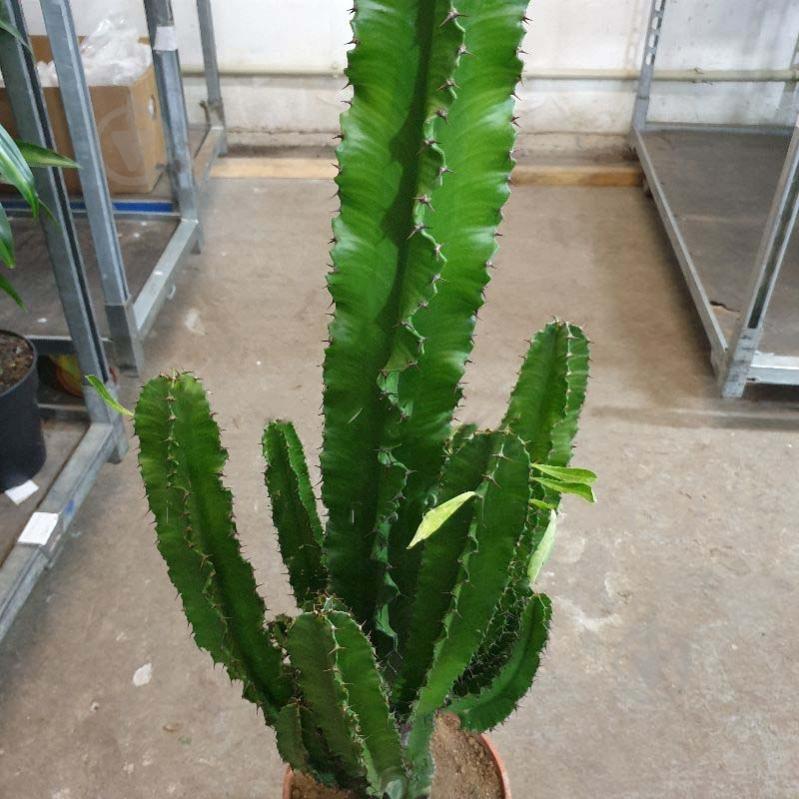 Растение Эуфорбия 24х100 Ingens - фото 1