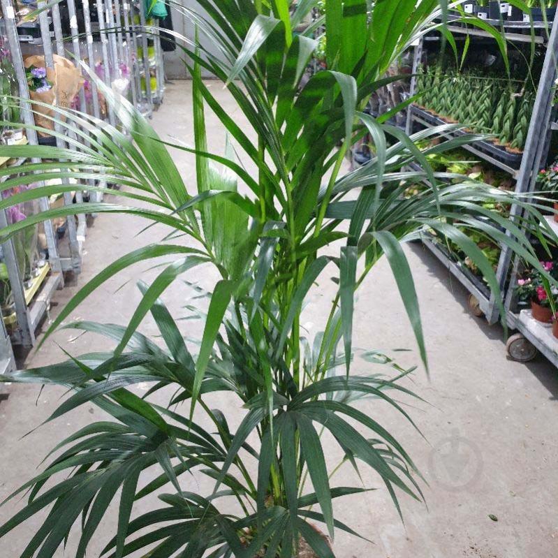 Растение Ховея 24х170 - фото 1 Растение Ховея 24х170 - фото 1