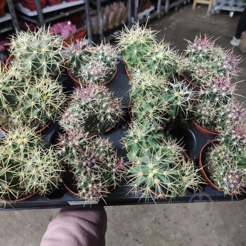 Растение Кактус 8х12 Ferocactus микс - фото 1
