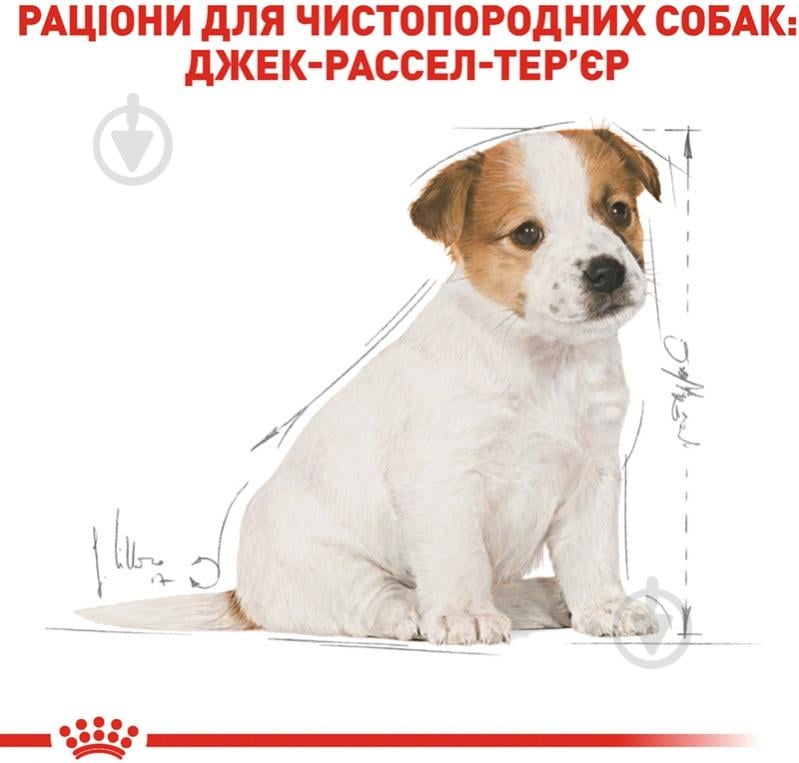 Корм сухий для цуценят для середніх порід Royal Canin JACK RUSSEL PUPPY (Джек Рассел Тер'єр Паппі), 1,5 кг (домашня п - фото 3