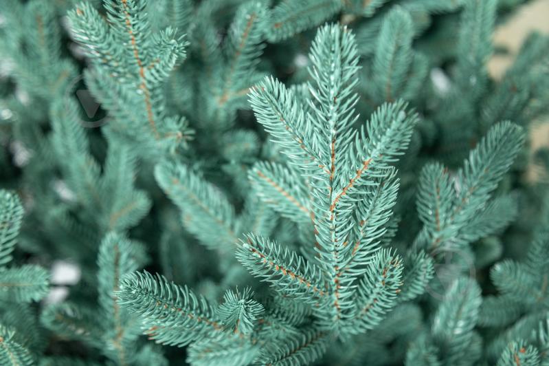 Штучна ялинка лита Віденська 1,80 м блакитний Siga Group - фото 12 Штучна ялинка лита Віденська 1,80 м блакитний Siga Group - фото 12