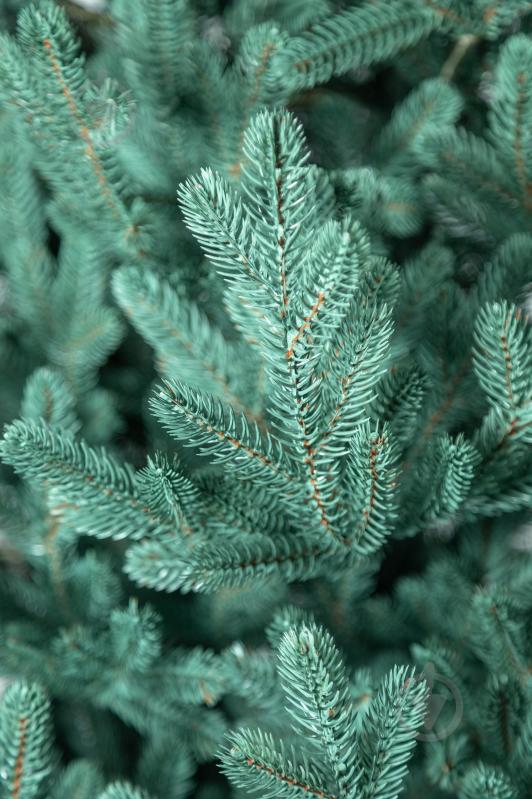 Штучна ялинка лита Віденська 1,80 м блакитний Siga Group - фото 14 Штучна ялинка лита Віденська 1,80 м блакитний Siga Group - фото 14