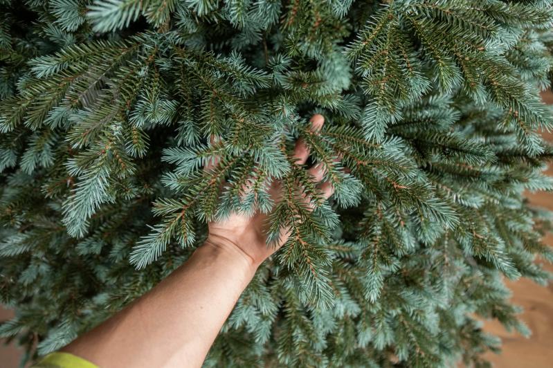 Штучна ялинка лита Аляска 1,80 м зелено-блакитний Siga Group - фото 6 Штучна ялинка лита Аляска 1,80 м зелено-блакитний Siga Group - фото 6