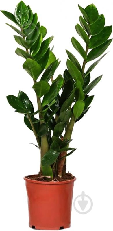 ᐉ Растение комнатное Замиокулькас 17/75 Zamioculcas Zamiifolia • Купить ...