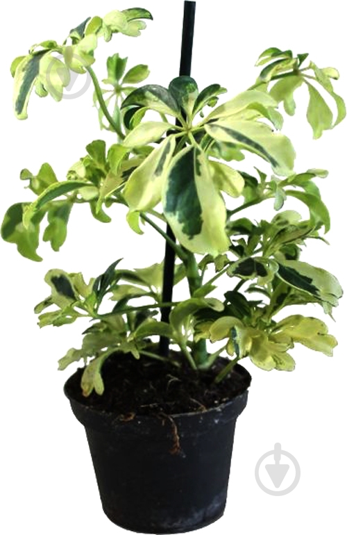 Растение комнатное Шеффлера 9/20 Schefflera Janine - фото 1