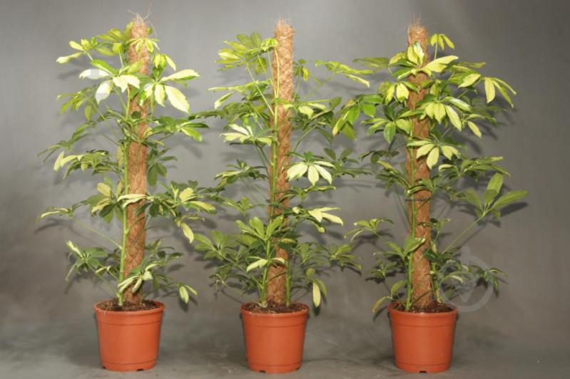 Растение комнатное Шефлера 21/110 Schefflera Trinette - фото 2
