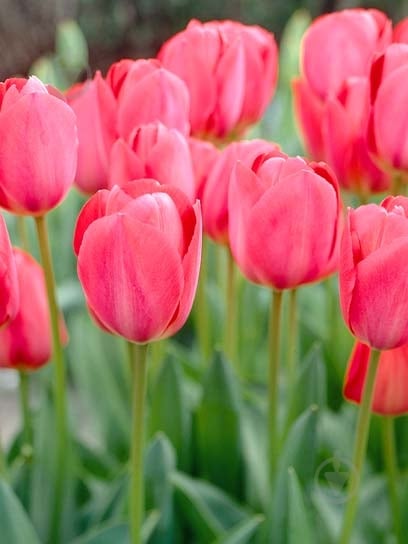 Луковица тюльпана Дарвина Ван Эйк 3 шт. - фото 1 Луковица тюльпана Дарвина Ван Эйк 3 шт. - фото 1