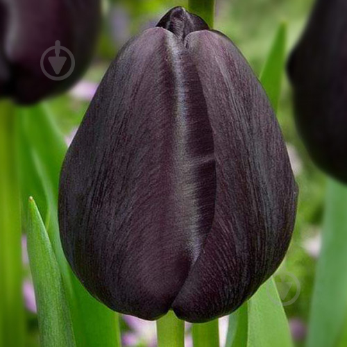 Луковица Тюльпан Триумф Black Bean 3 шт. - фото 1