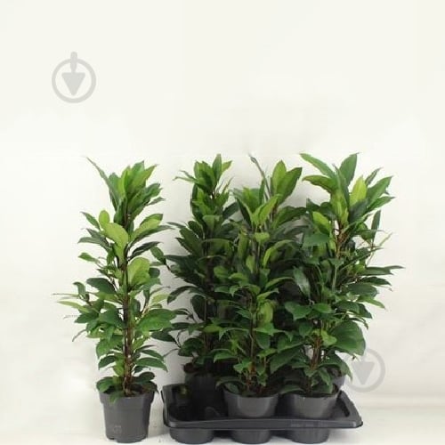 Растение Фикус микрокарпа 17х80 Cyathipulia Compacta - фото 1