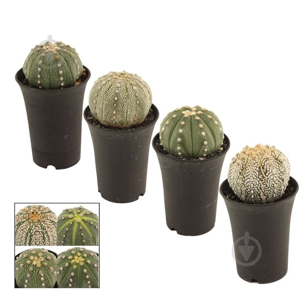 Растение Кактус 07х12 Astrophytum Asterias - фото 1 Растение Кактус 07х12 Astrophytum Asterias - фото 1