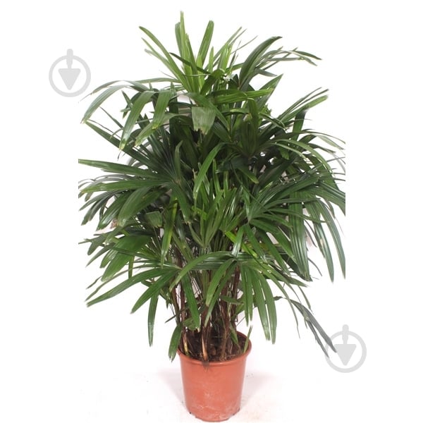 Растение Рапис 27х140 - фото 1 Растение Рапис 27х140 - фото 1