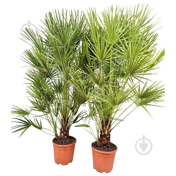 Растение Хамеропс 30х180 - фото 1