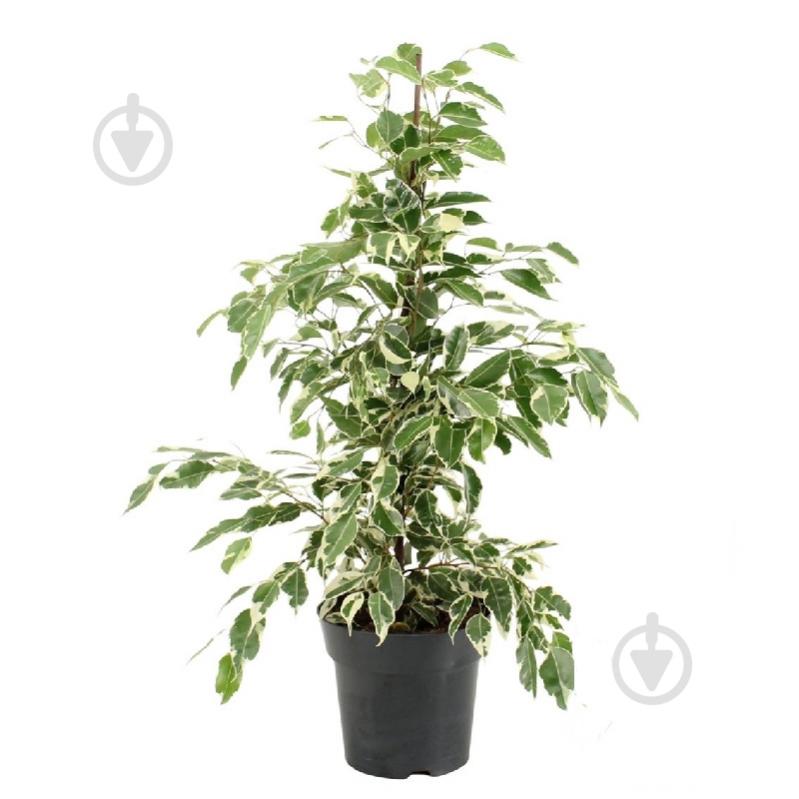 Растение Фикус бенджамина 17х60 Twilight - фото 1