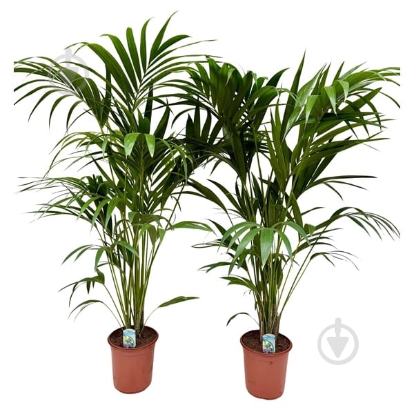 Растение Ховея 24х160 - фото 1