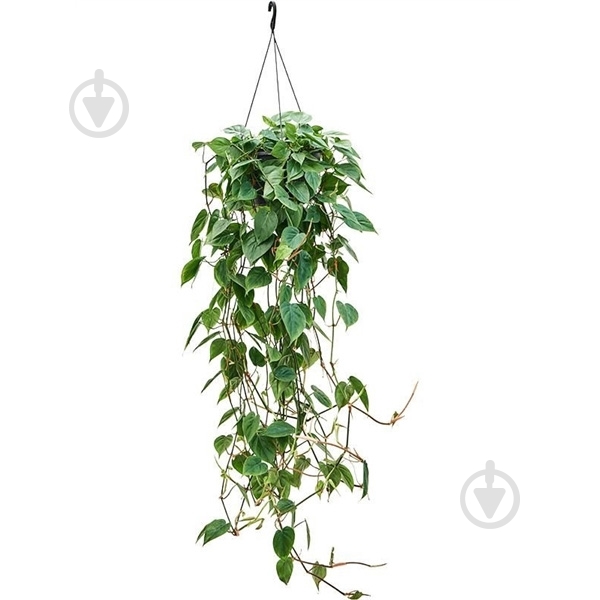 Растение Филодендрон 28х175 Scandens в подвесе - фото 1 Растение Филодендрон 28х175 Scandens в подвесе - фото 1
