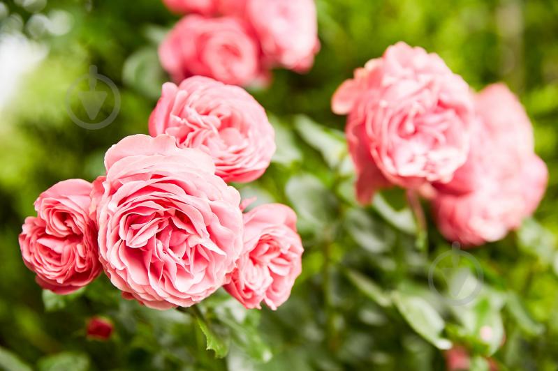 Удобрение Compo твердое длительного действия для роз 2кг (3589) - фото 14