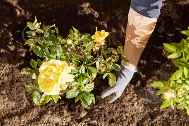 Удобрение Compo твердое длительного действия для роз 2кг (3589) - фото 15