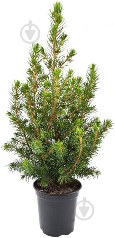 ᐉ Растение Ель Glauca Conica 30 см • Купить в Киеве, Украине • Лучшая ...