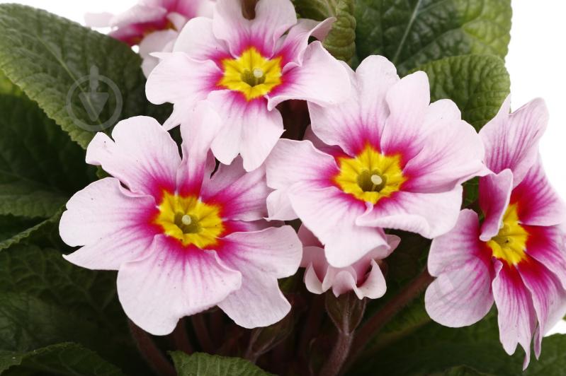 Растение комнатное Примула Acaulis 10/15 - фото 2