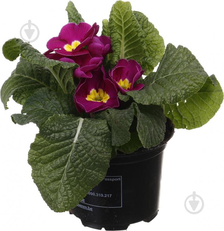 Растение комнатное Примула Acaulis 10/15 - фото 5