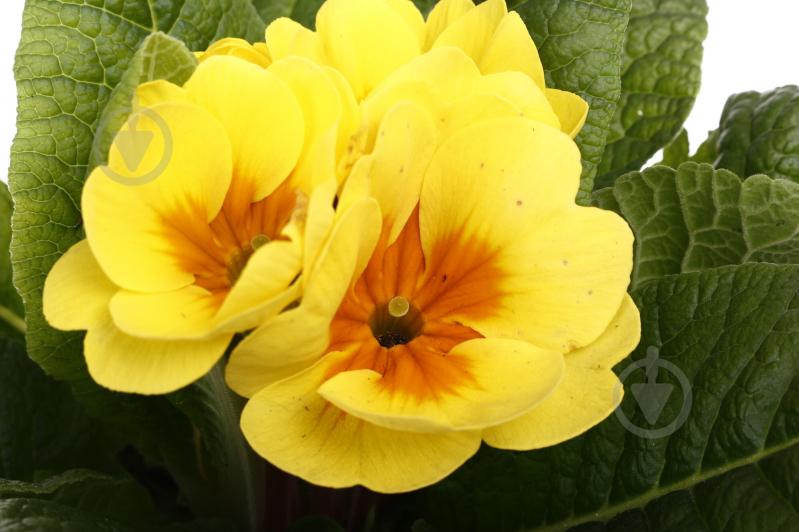 Растение комнатное Примула Acaulis 10/15 - фото 8