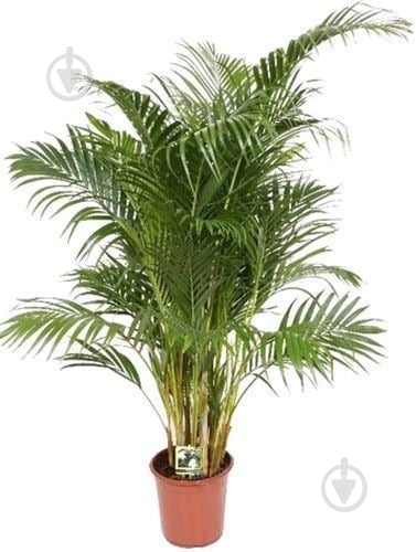 Растение Пальма Арека 27/150 - фото 1 Растение Пальма Арека 27/150 - фото 1