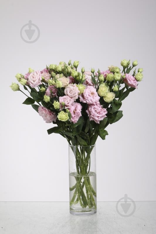 Растение комнатное Эустома Alissa Rose - фото 1