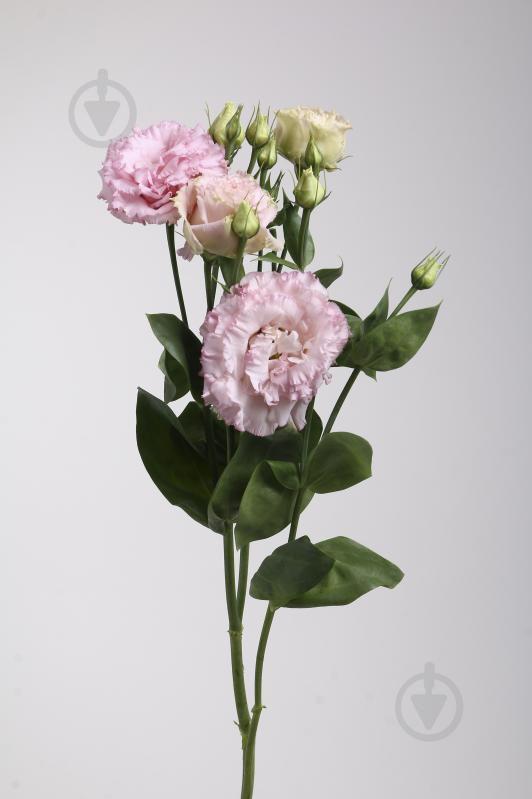 Растение комнатное Эустома Alissa Rose - фото 2