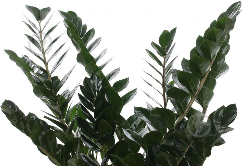 Растение Замиокулькас 115/27 - фото 2