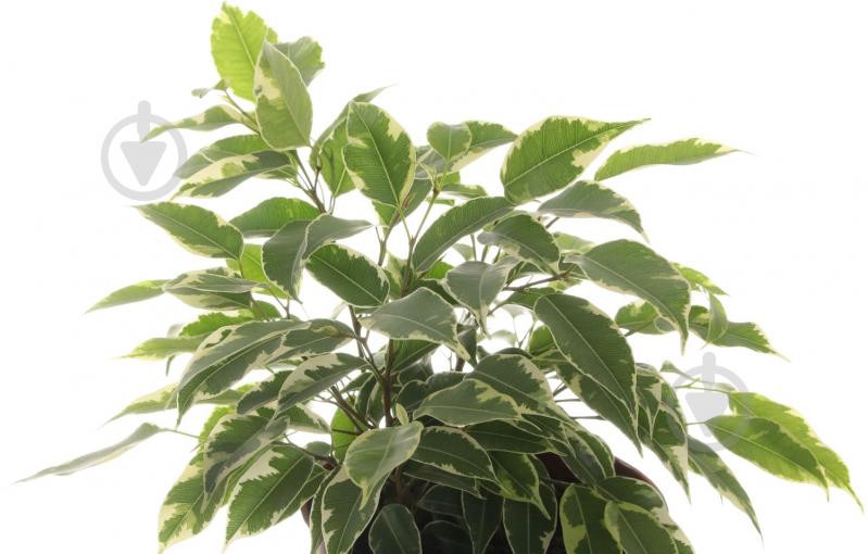 Растение Фикус Кинки 12х30 см - фото 2