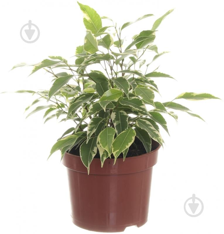 Растение Фикус Кинки 12х30 см - фото 1