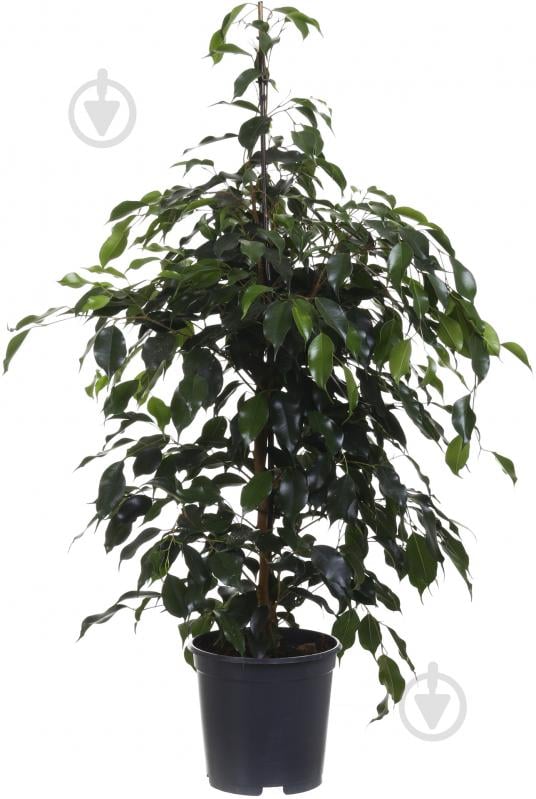 Растение комнатное Фикус Даниель - фото 1