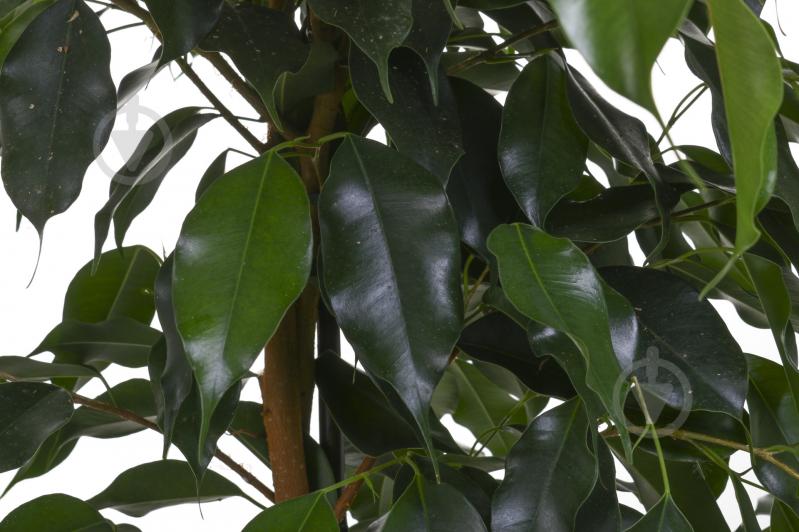 Растение комнатное Фикус Даниель - фото 2