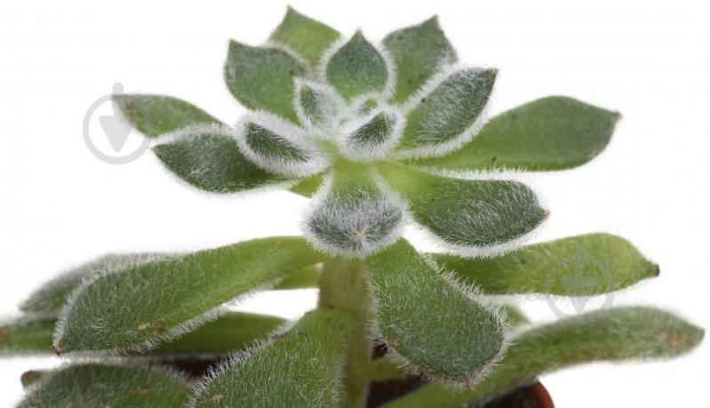 Растение Сукулент 6х10 см - фото 2