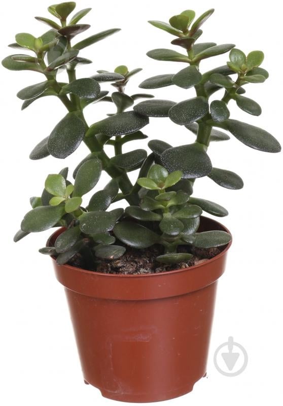 Растение Сукулент 9х20 см - фото 1 Растение Сукулент 9х20 см - фото 1