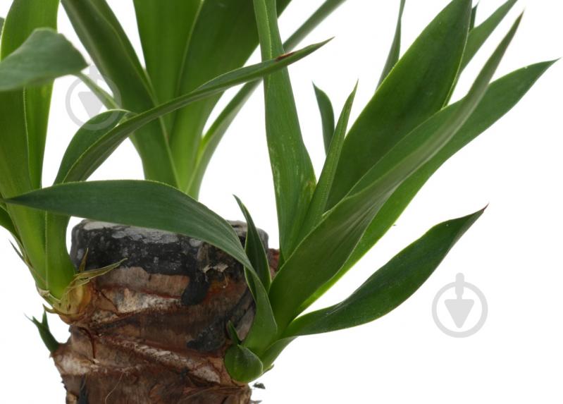 Растение Юкка 11х45 см - фото 2