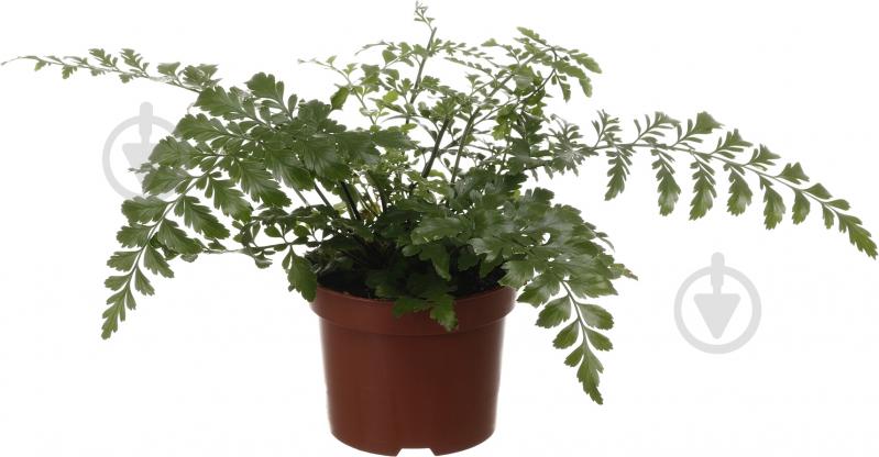 Растение комнатное Асплениум сортовой 17х55 см - фото 1 Растение комнатное Асплениум сортовой 17х55 см - фото 1