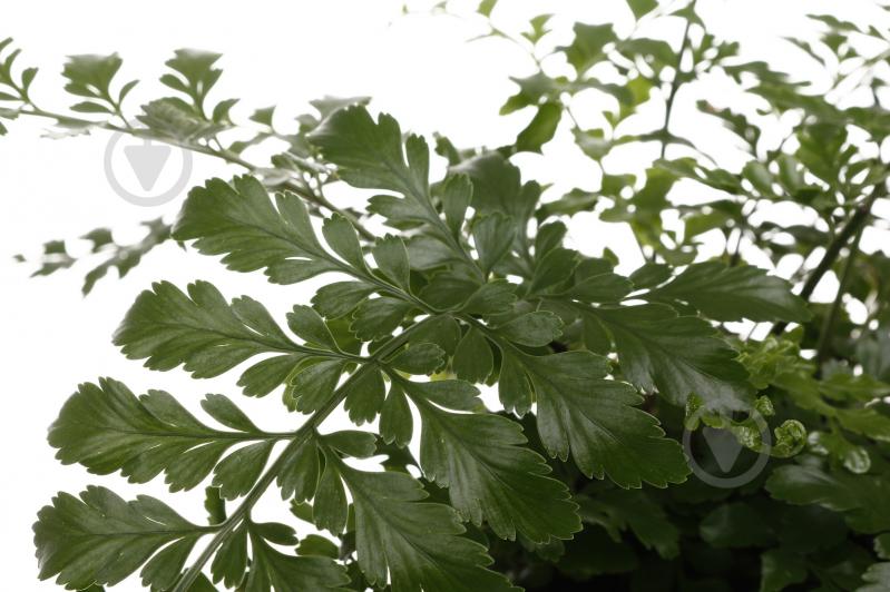 Растение комнатное Асплениум сортовой 17х55 см - фото 2 Растение комнатное Асплениум сортовой 17х55 см - фото 2