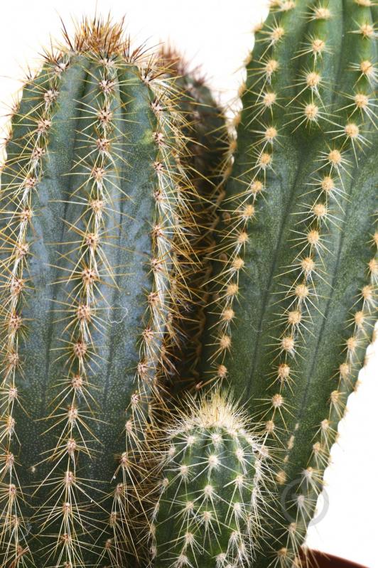 Растение Кактус 10х15 см - фото 2