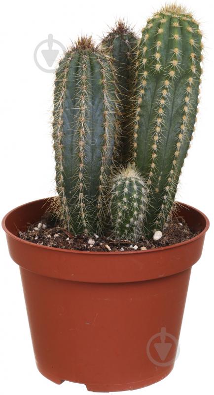 Растение Кактус 10х15 см - фото 1