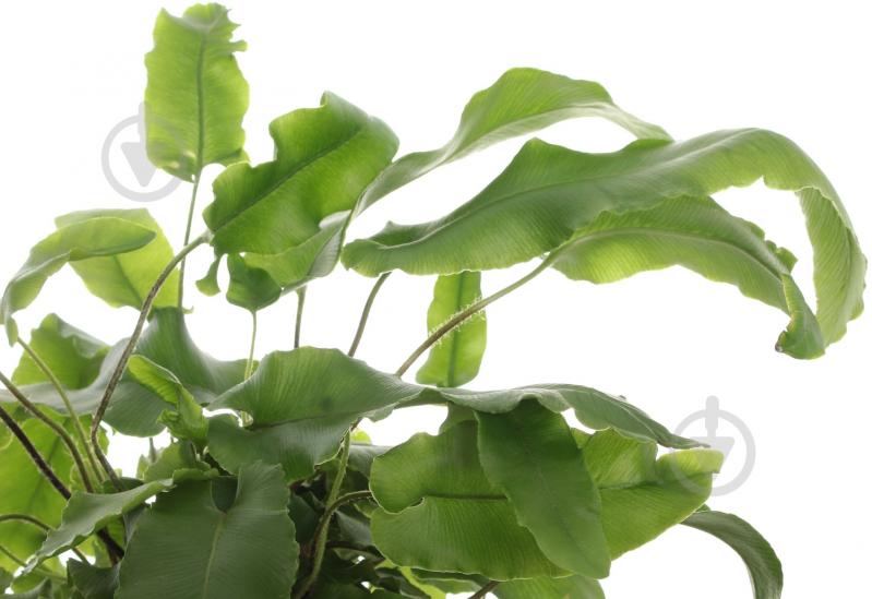 Рослина Аспленіум 12/35 мікс - фото 2 Рослина Аспленіум 12/35 мікс - фото 2