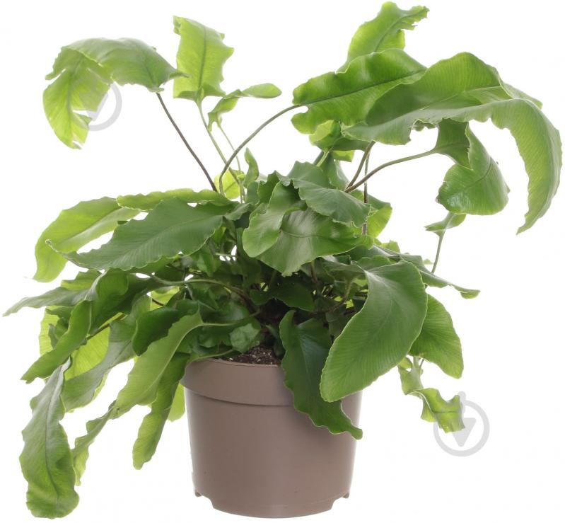 Рослина Аспленіум 12/35 мікс - фото 1 Рослина Аспленіум 12/35 мікс - фото 1