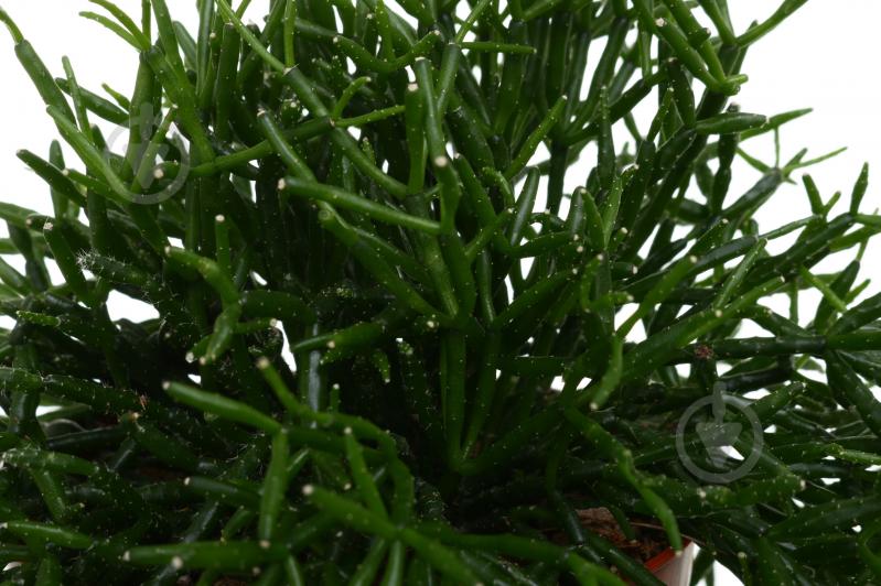 Растение Хатиора 12х25 см - фото 2 Растение Хатиора 12х25 см - фото 2